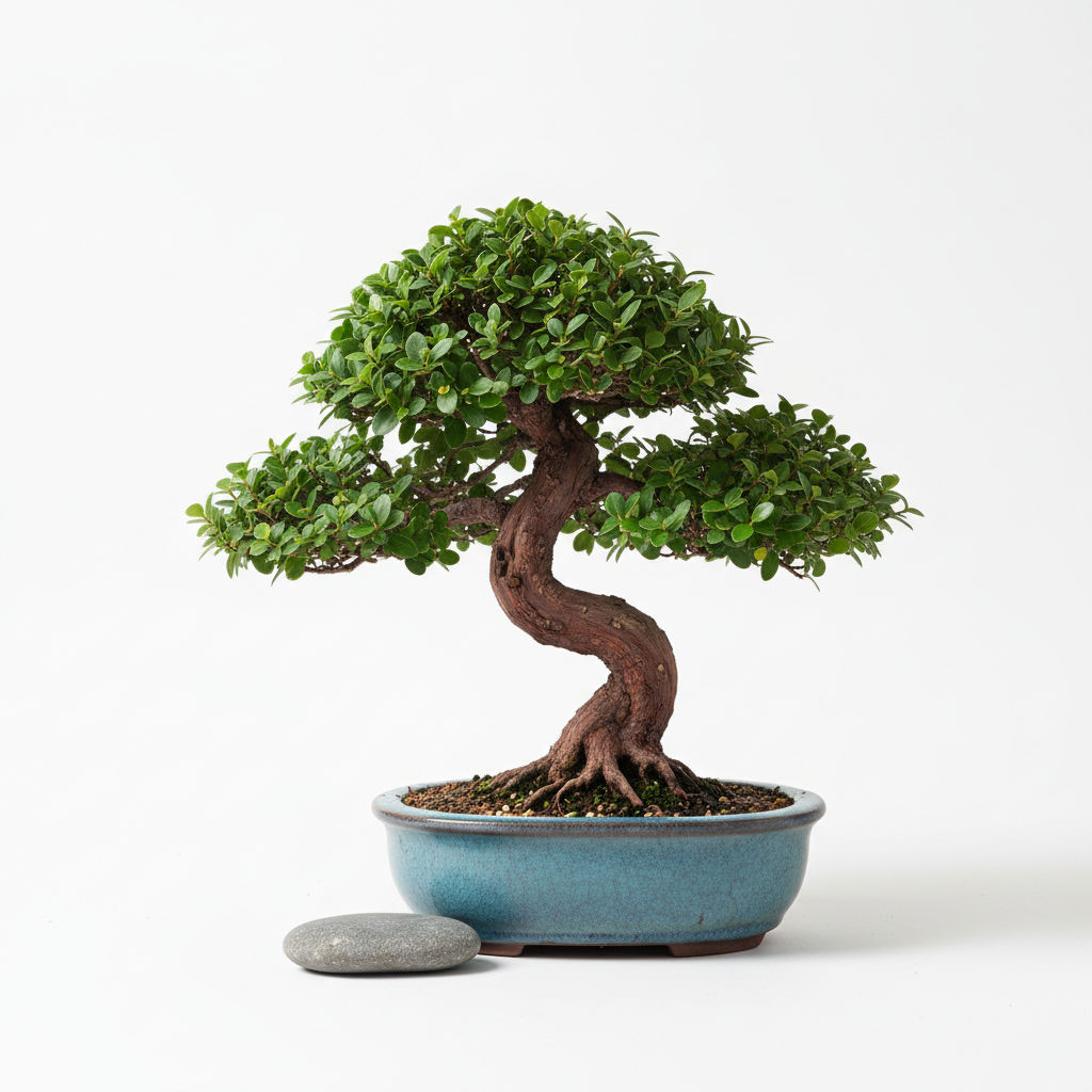 Bonsai