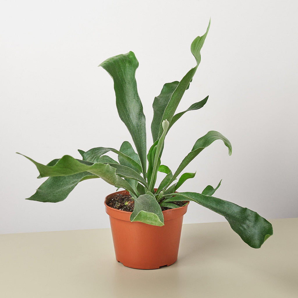 Staghorn Fern