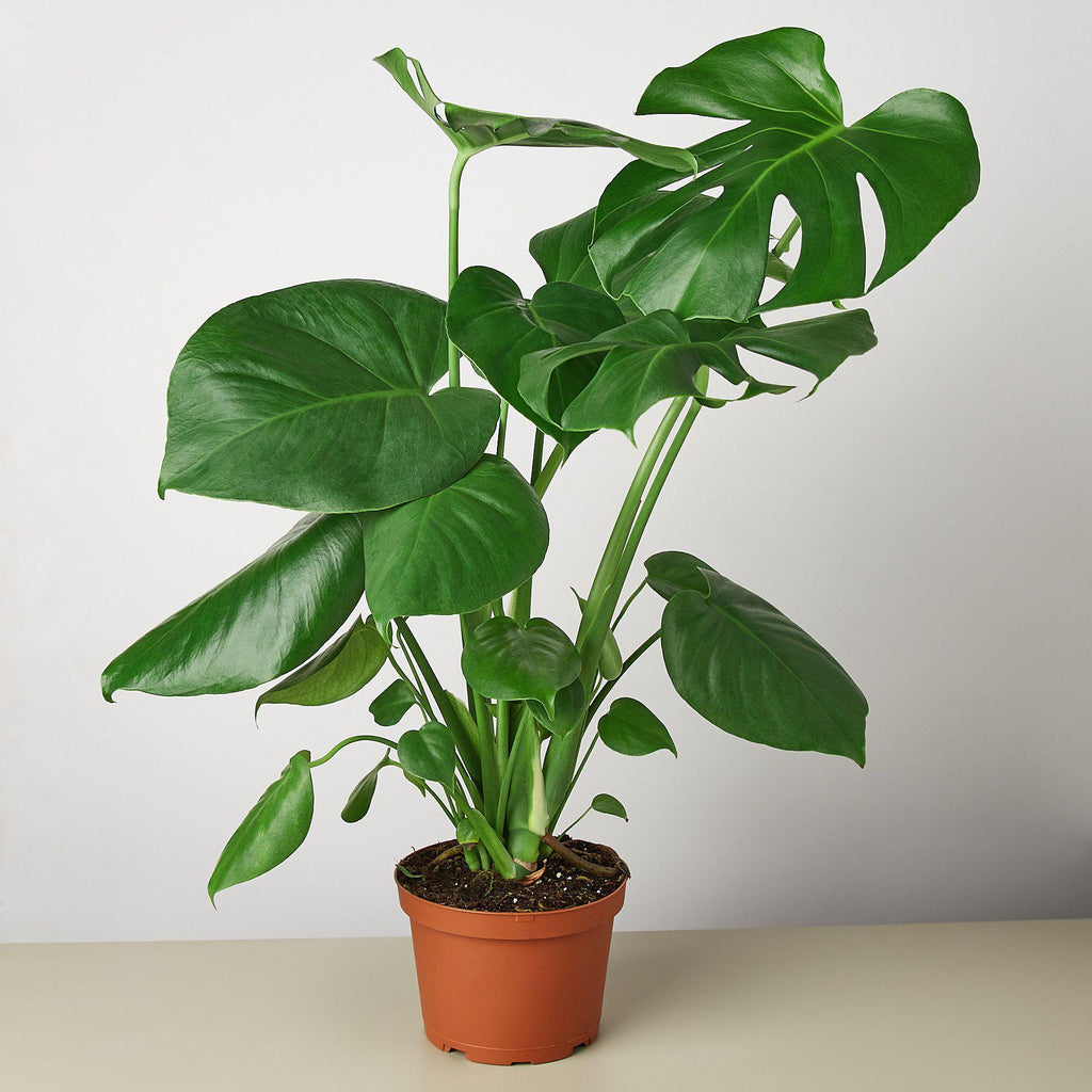 Monstera 'Split-Leaf'