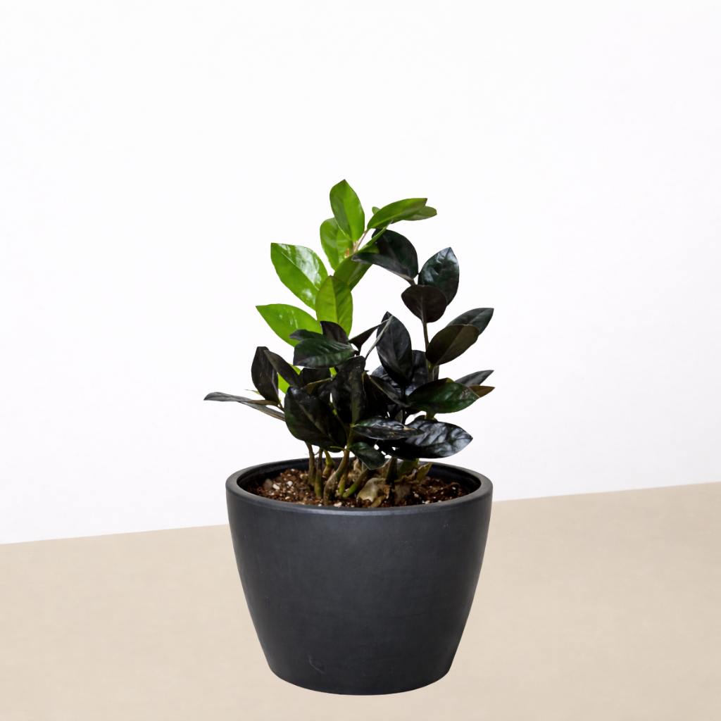 ZZ Zamioculcas 'Black Queen'