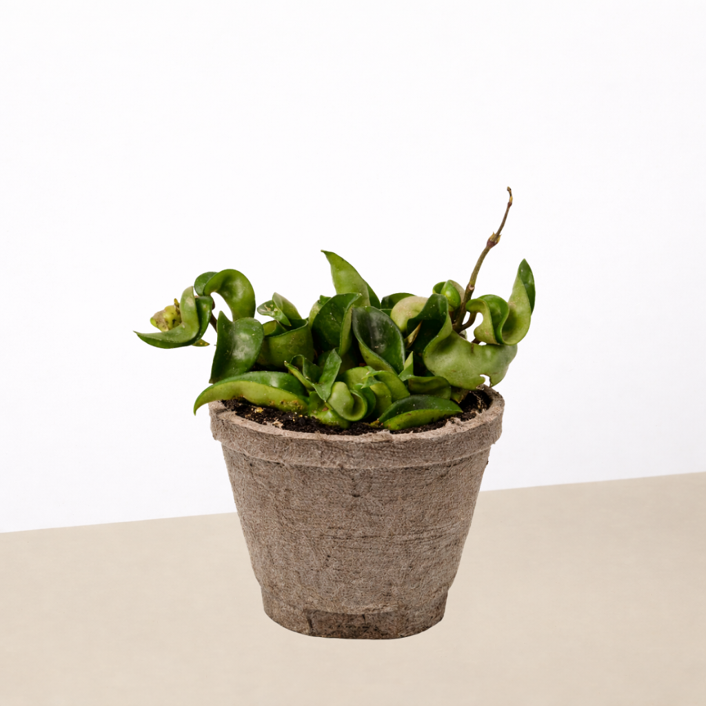 Hoya Rope Plant