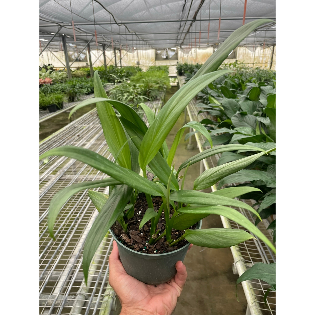 Pothos 'Silver Streak'