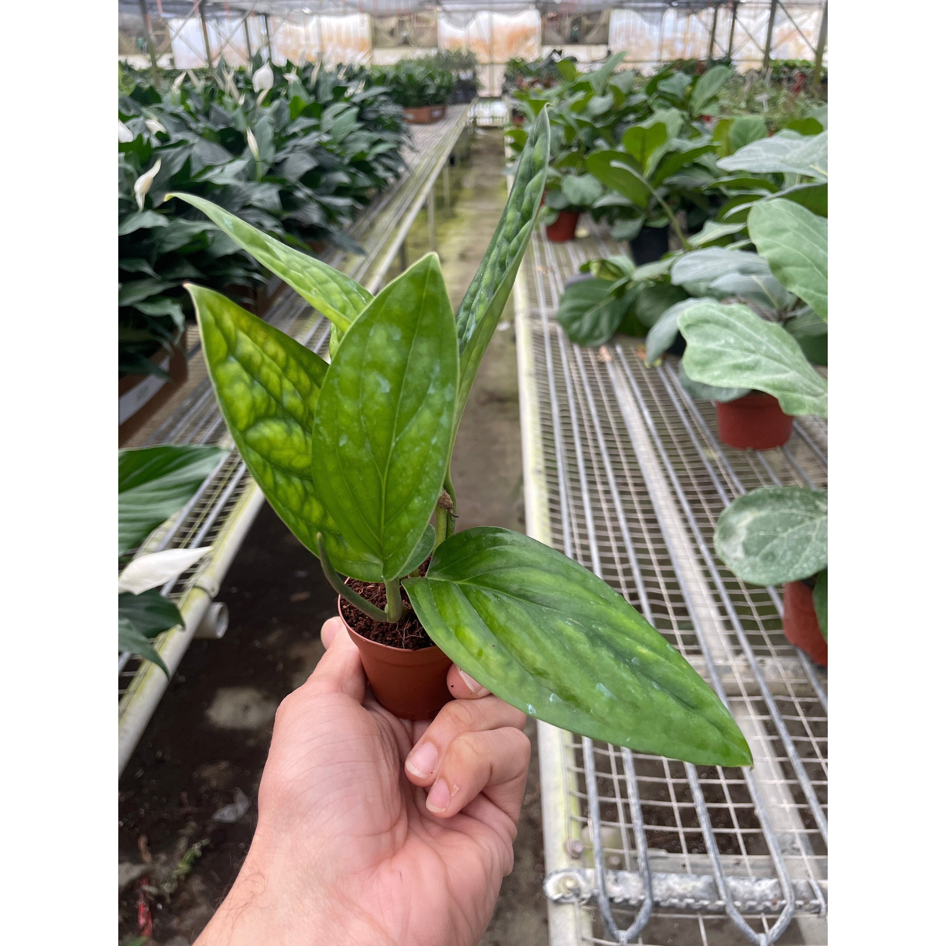 Monstera 'Peru'
