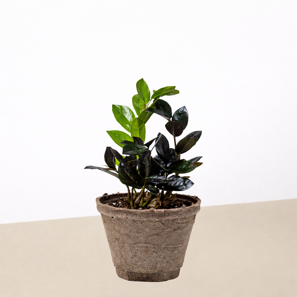 ZZ Zamioculcas 'Black Queen'