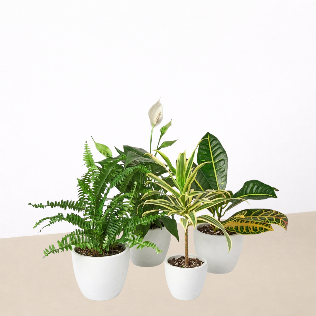 Air Purifying Variety Bundle