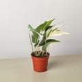 Pothos 'Mutant Manjula'