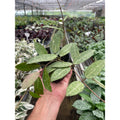 Hoya 'Eliptica'