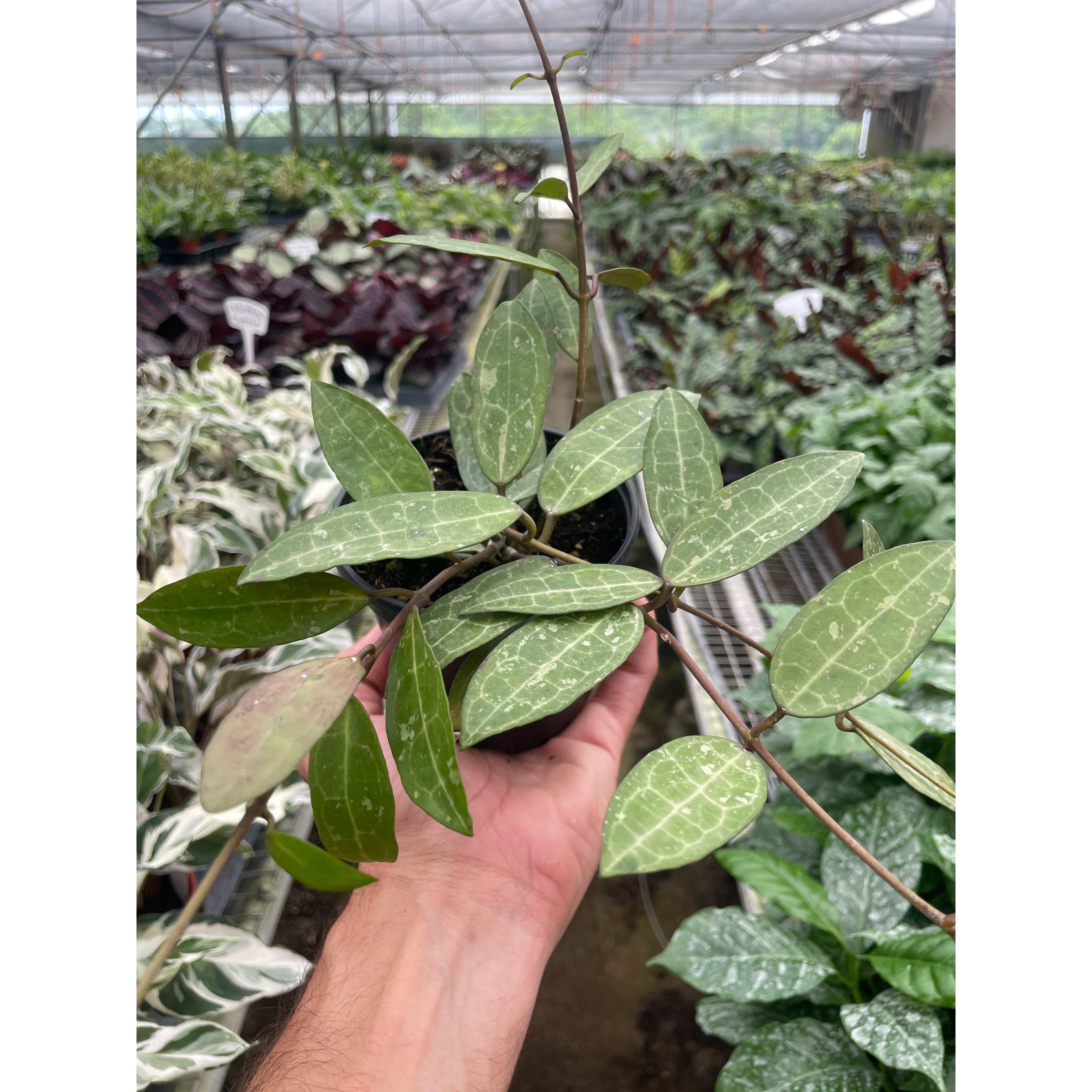 Hoya 'Eliptica'