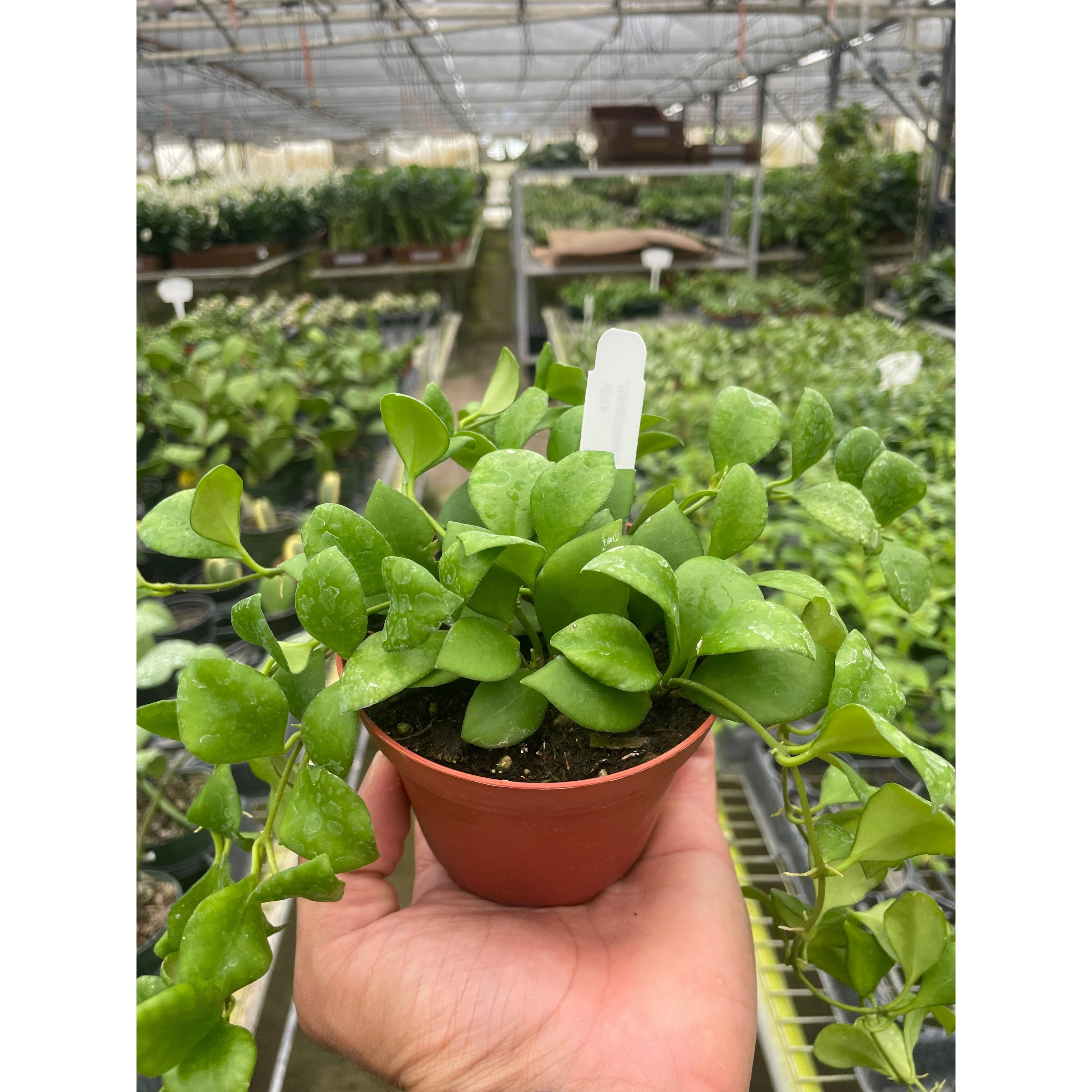 Hoya Heuschkeliana