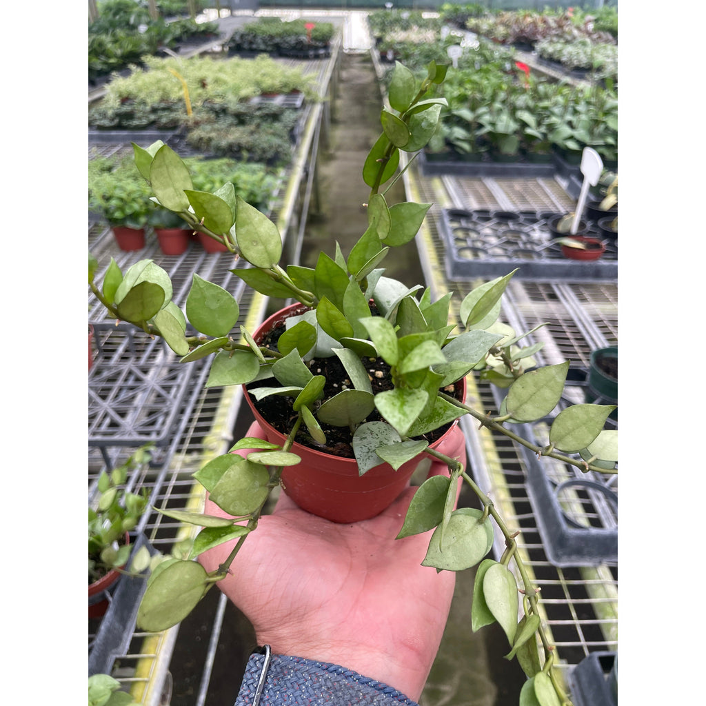 Hoya Krohniana Super Silver