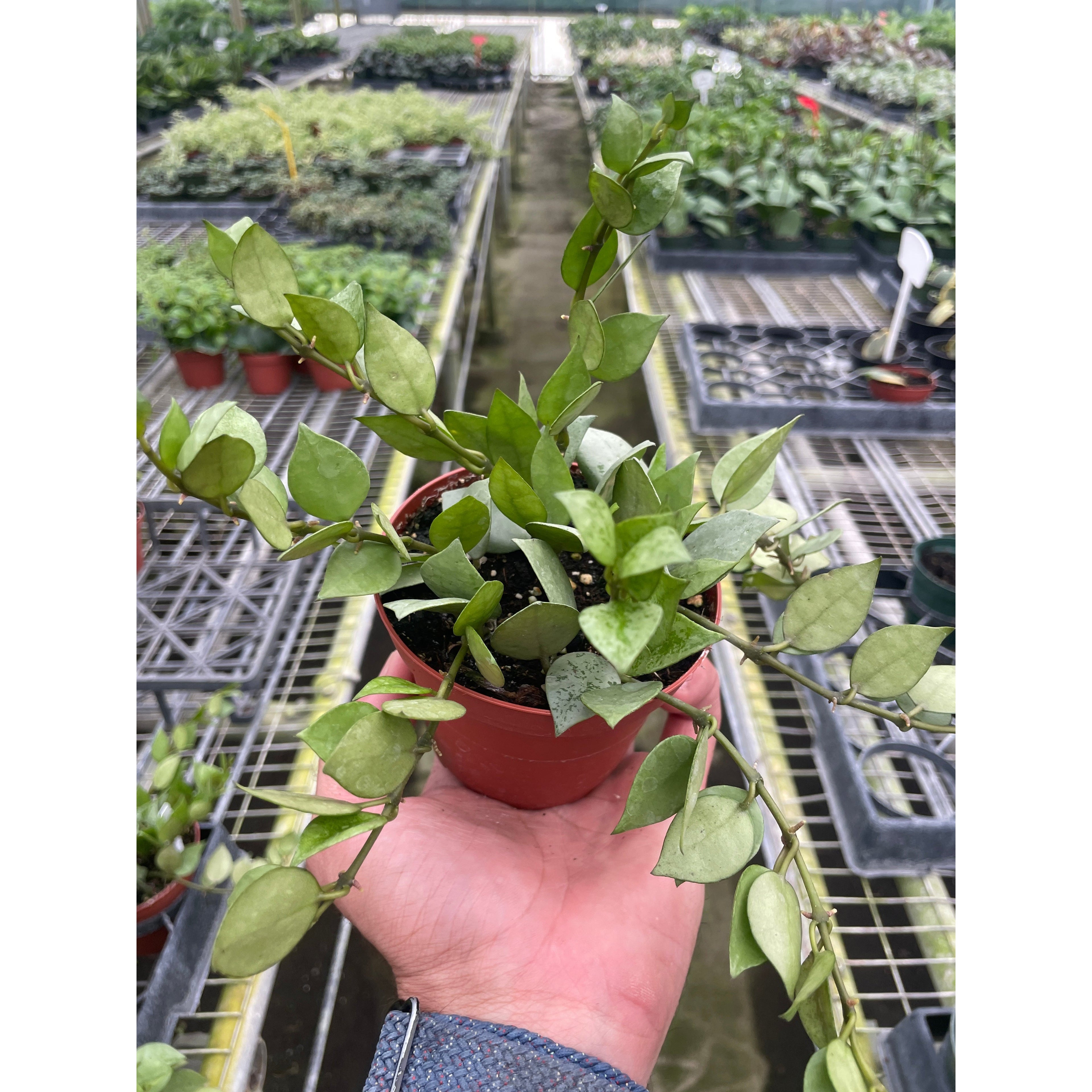 Hoya Krohniana Super Silver