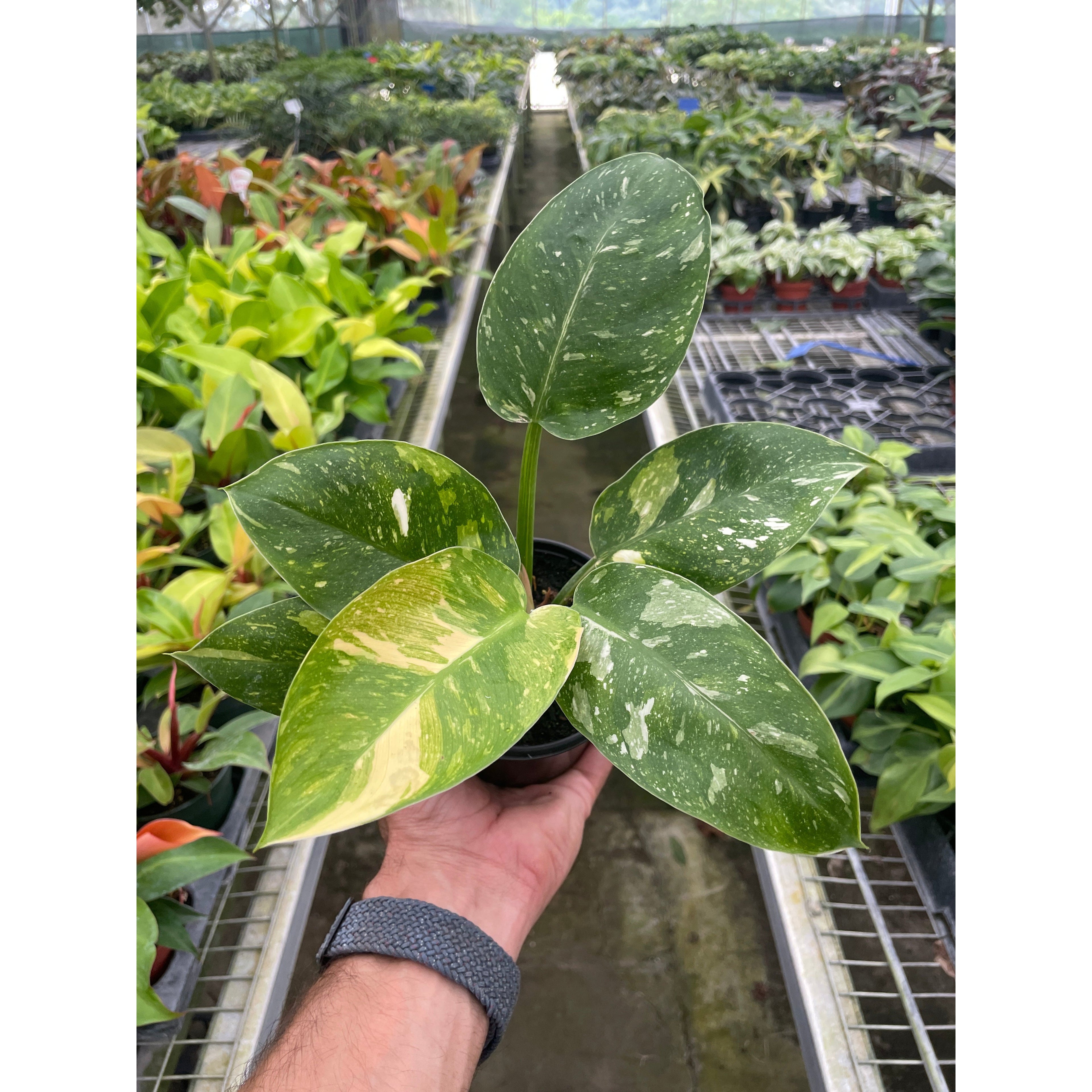 Philodendron 'Congo Nuclear'