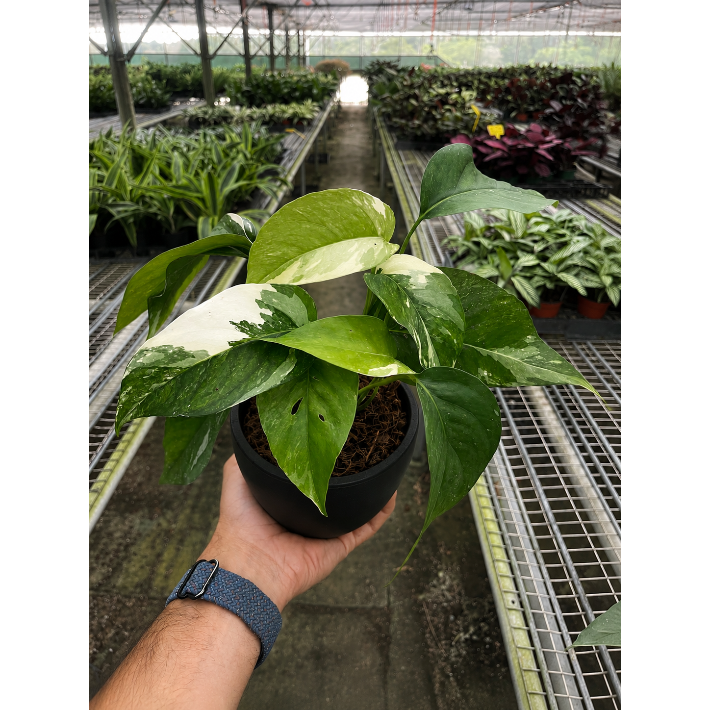 Pothos 'Albo Variegata'