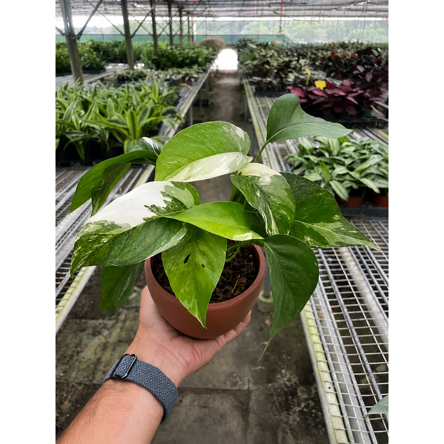 Pothos 'Albo Variegata'