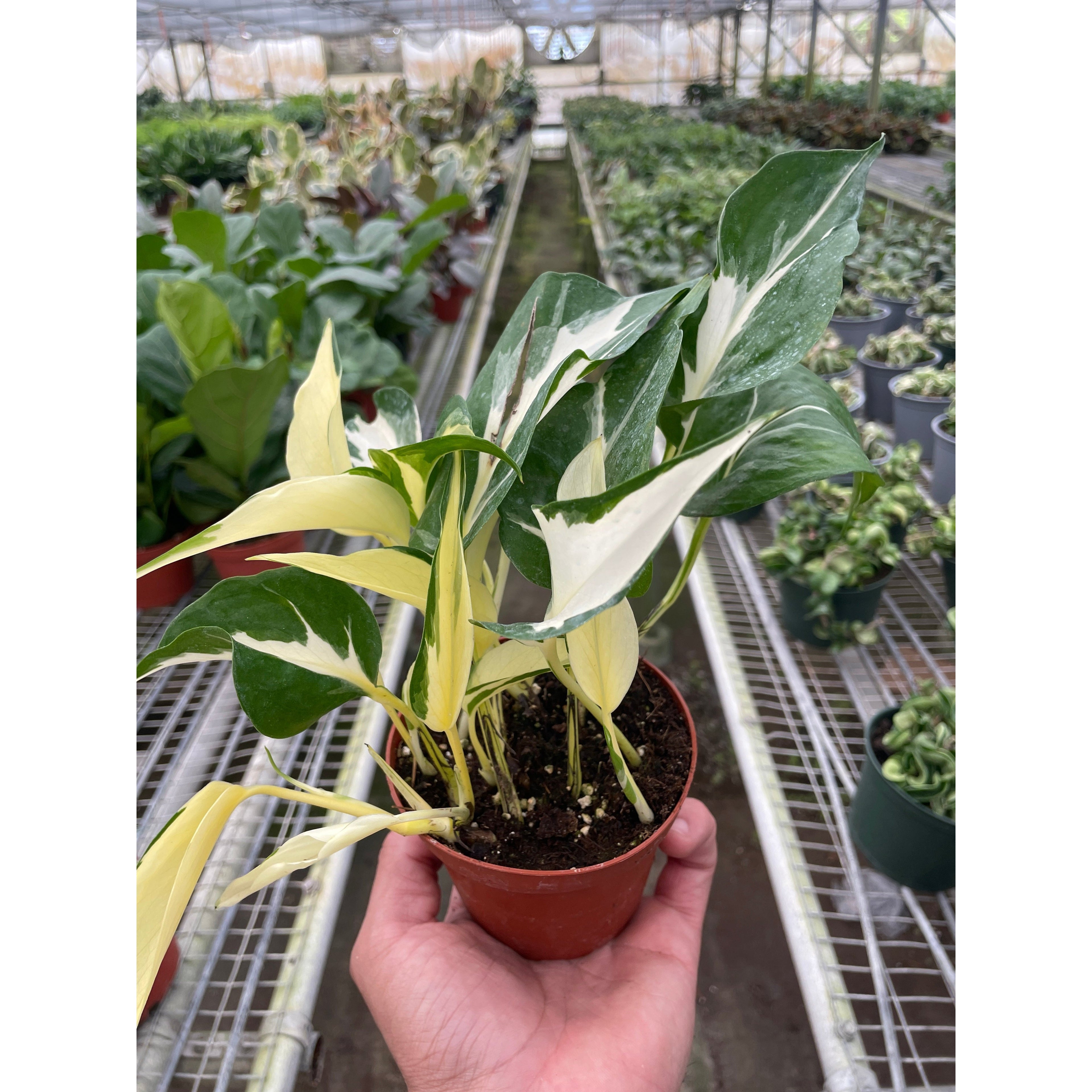 Pothos 'Mutant Manjula'