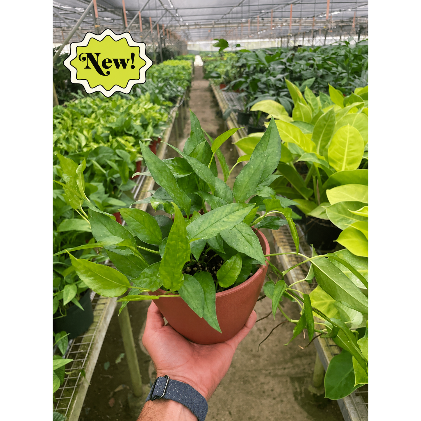 Pothos 'Skeleton Key'