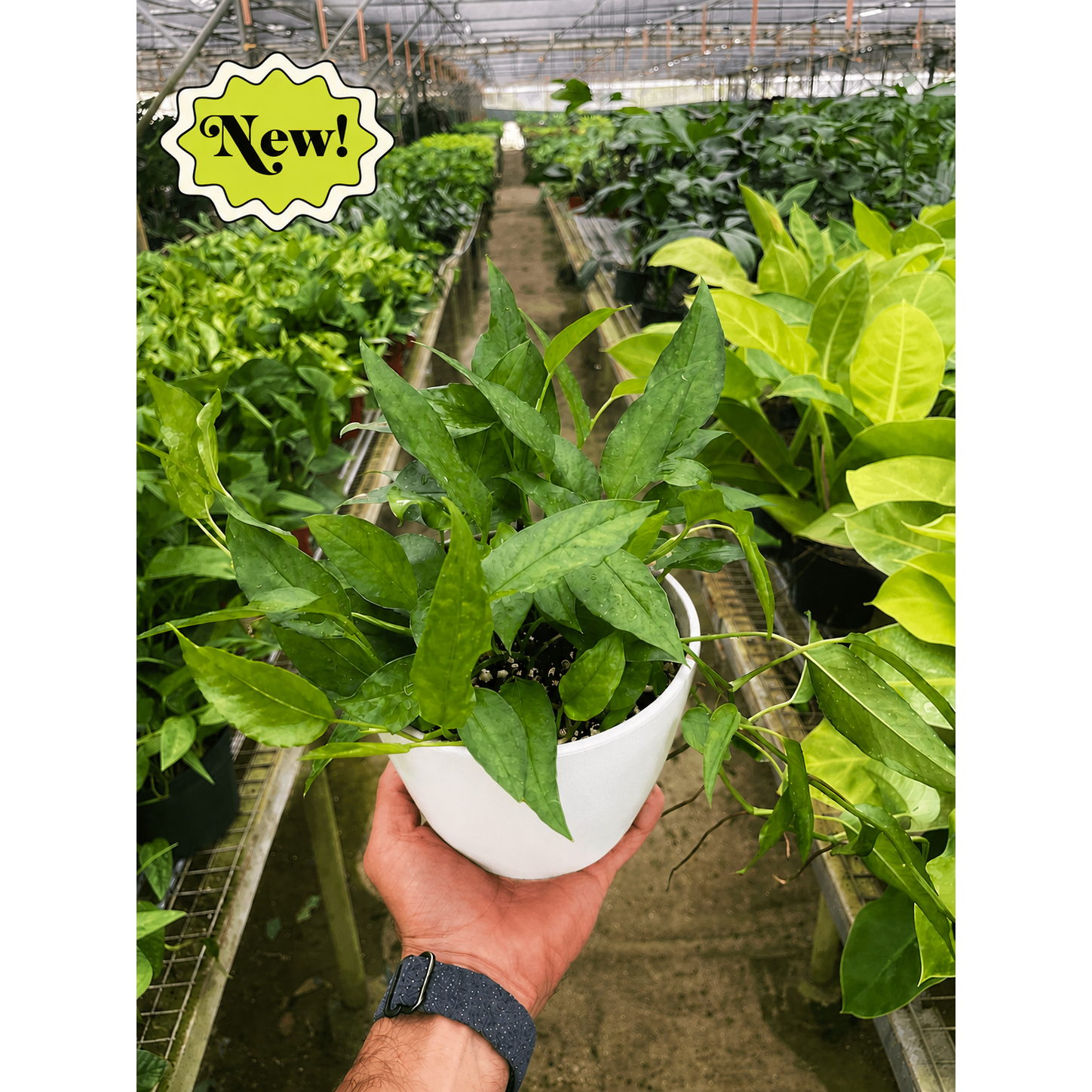 Pothos 'Skeleton Key'