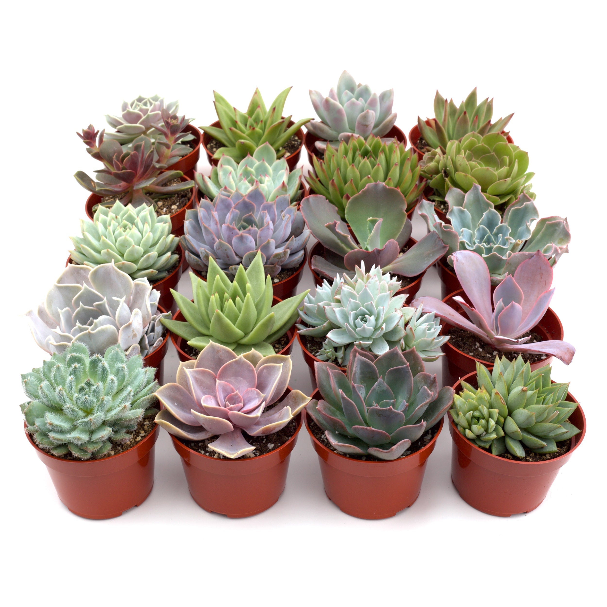 Succulent Variety Packs