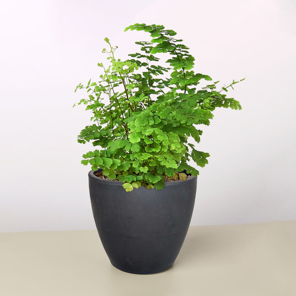 Maidenhair Fern