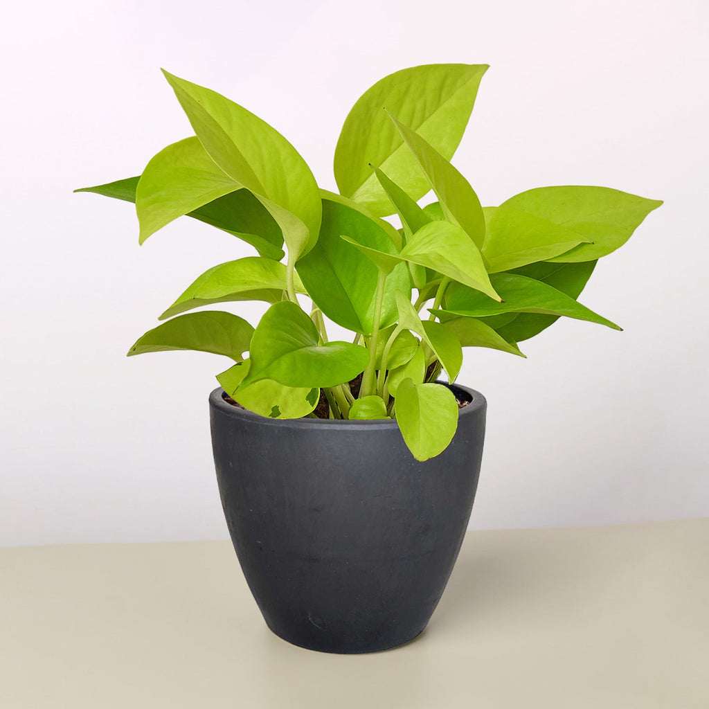 Pothos 'Neon'