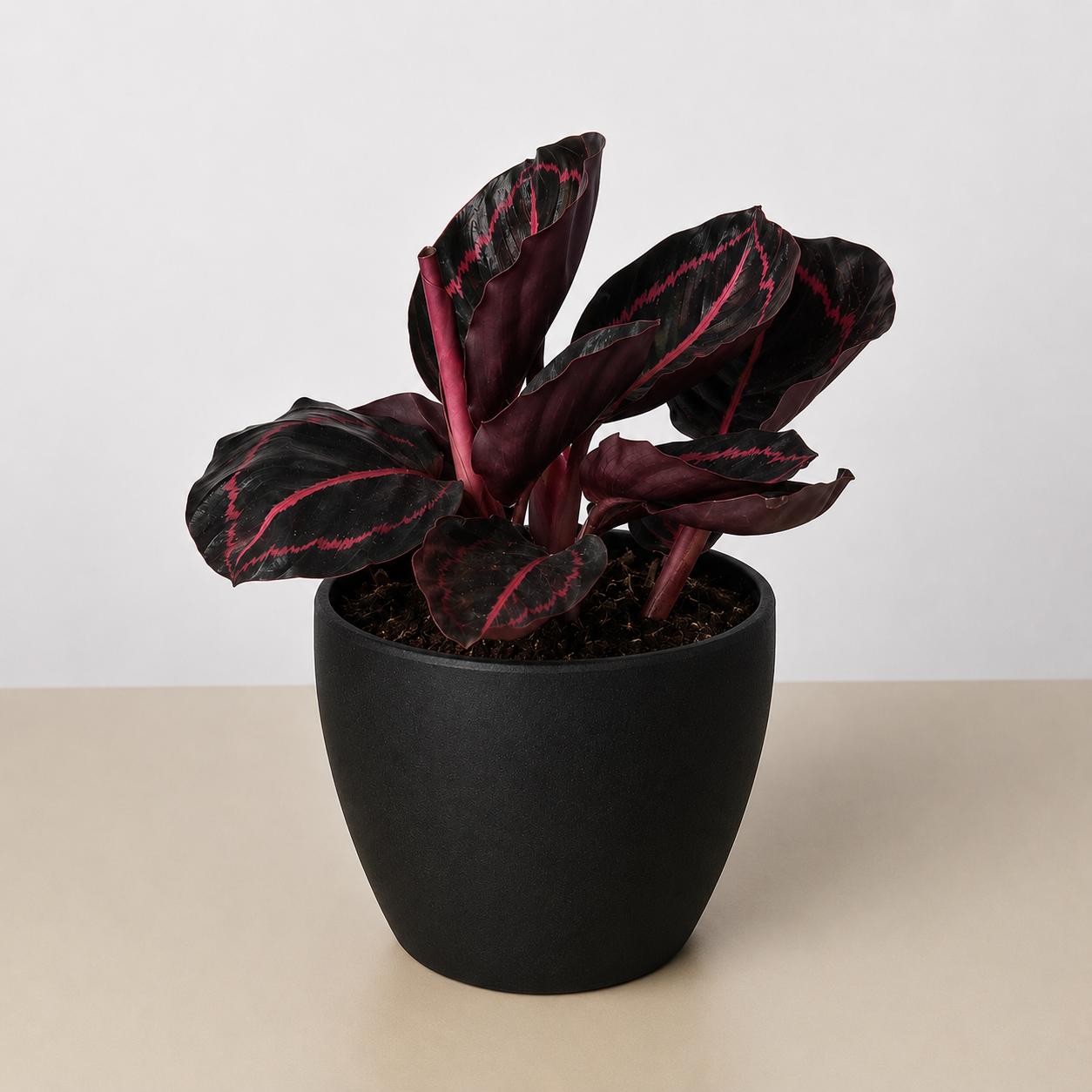 Calathea 'Dottie'