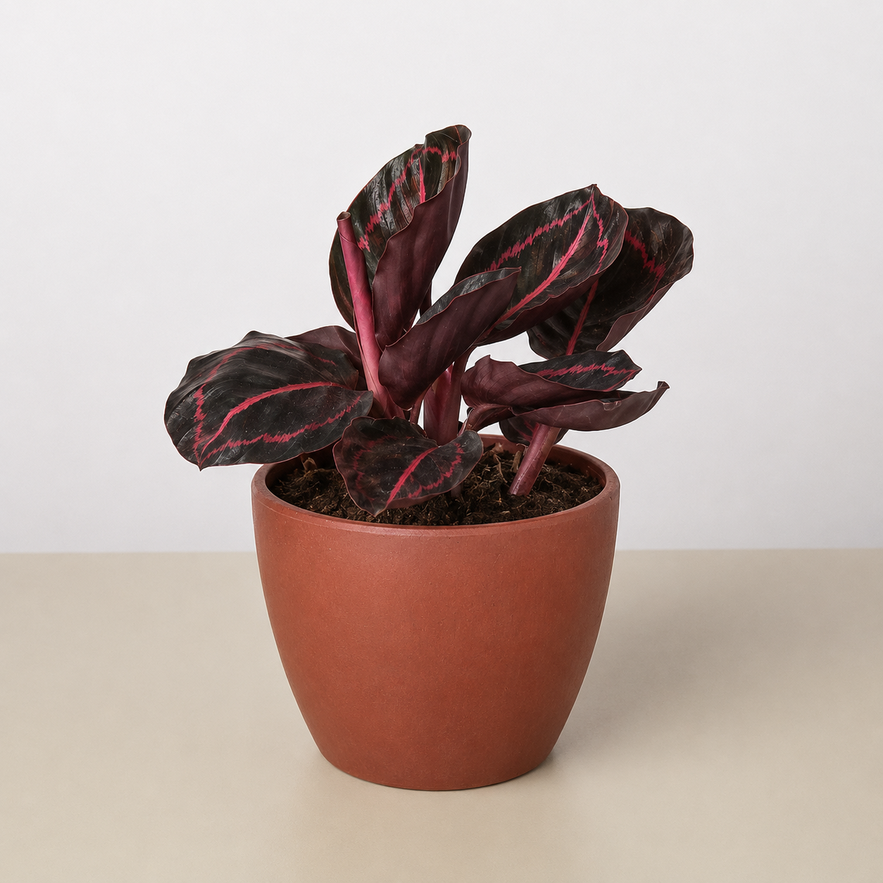 Calathea 'Dottie'