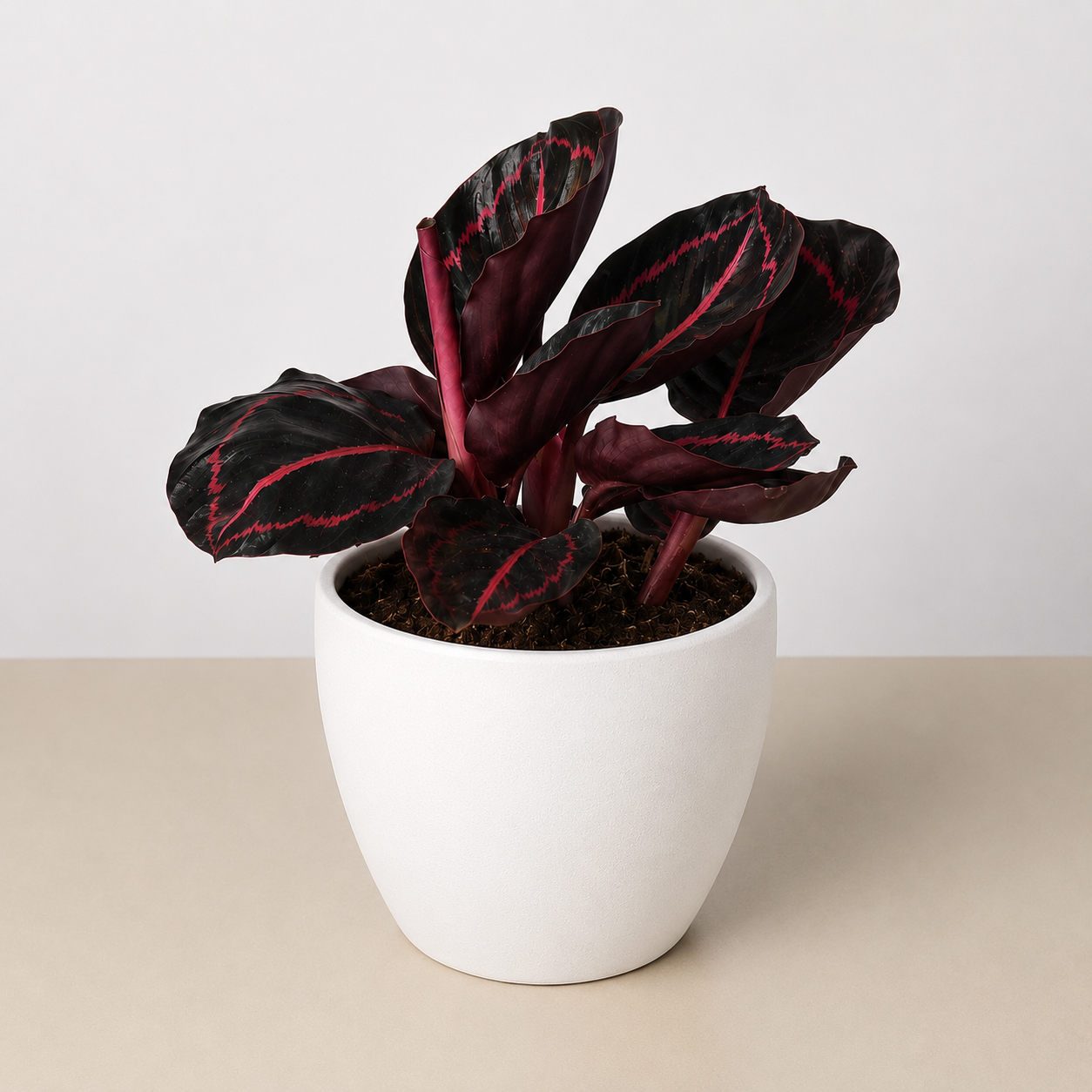 Calathea 'Dottie'