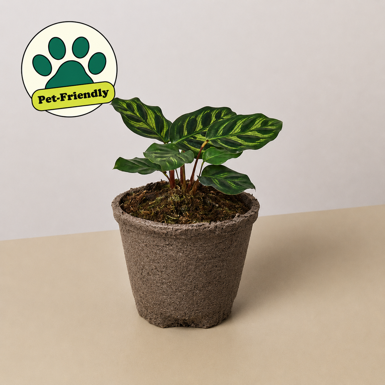 Calathea 'Makoyana'