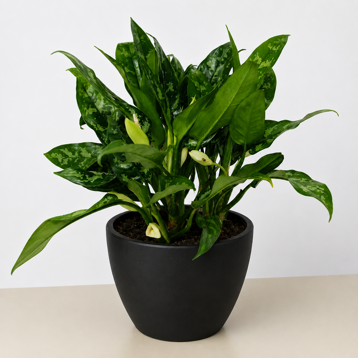 Chinese Evergreen 'Maria'