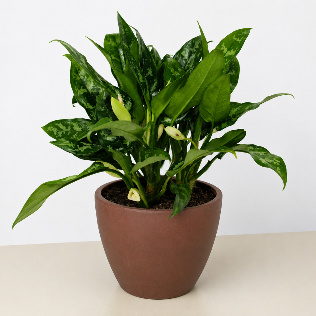 Chinese Evergreen 'Maria'