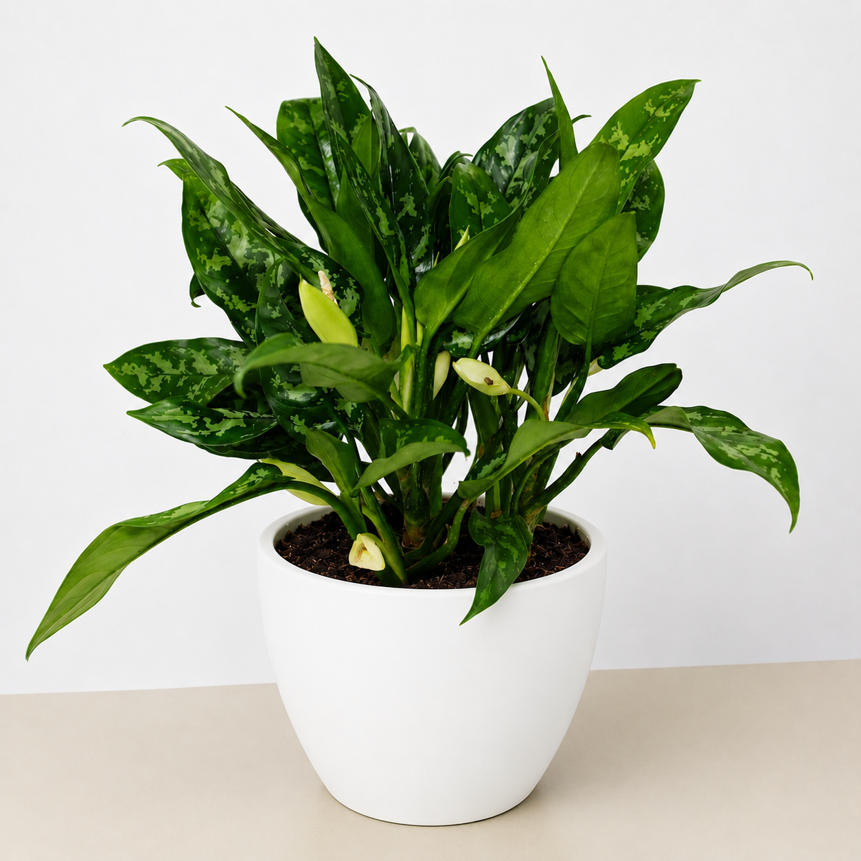Chinese Evergreen 'Maria'