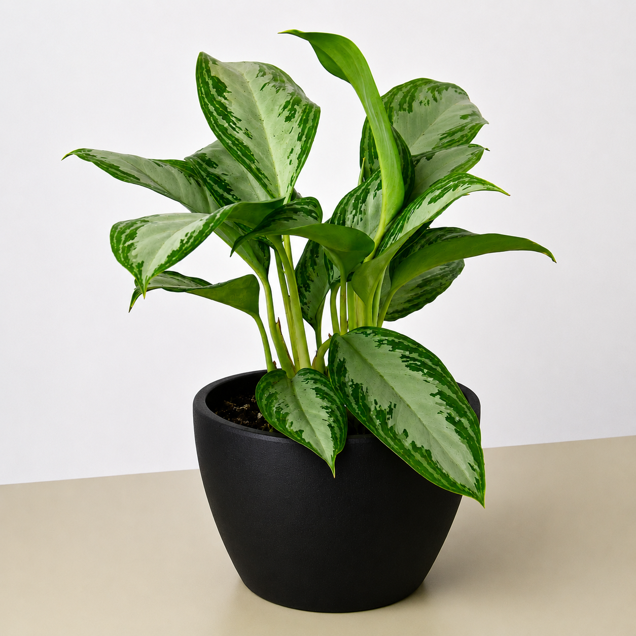 Chinese Evergreen 'Silver Bay'