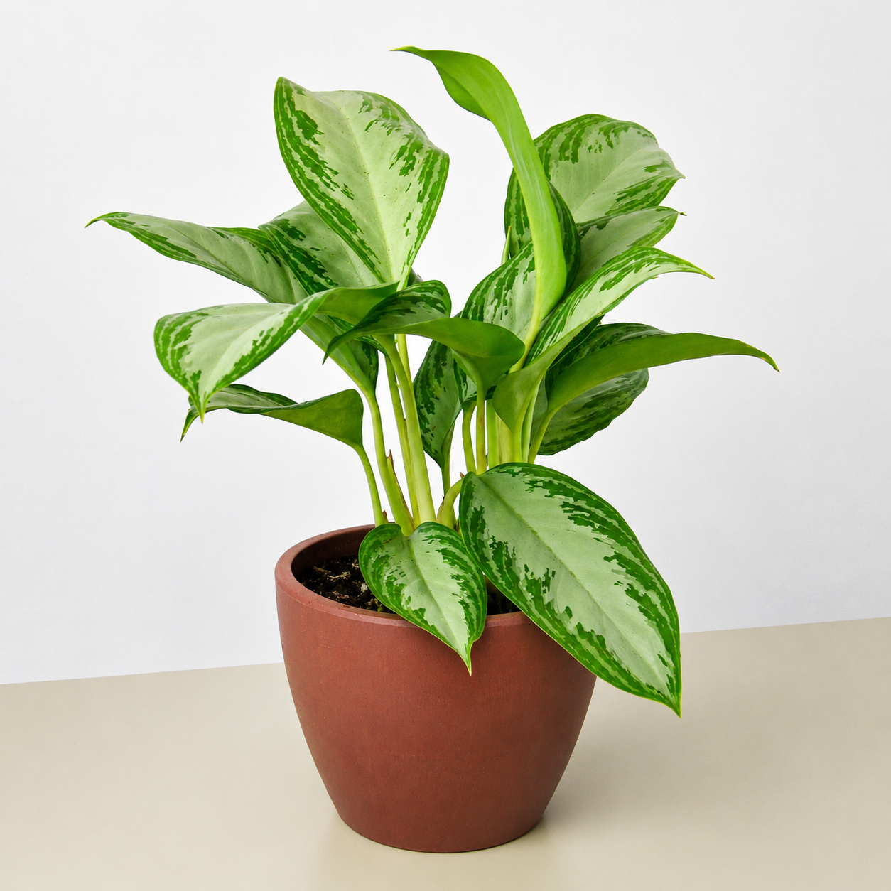 Chinese Evergreen 'Silver Bay'