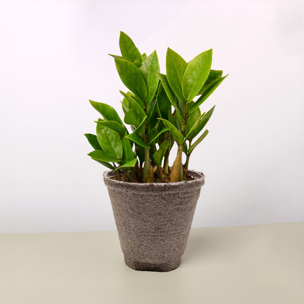 Zamioculcas Zamiifolia 'ZZ'