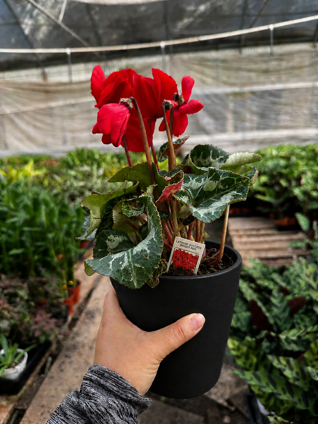 Cyclamen 'Red'