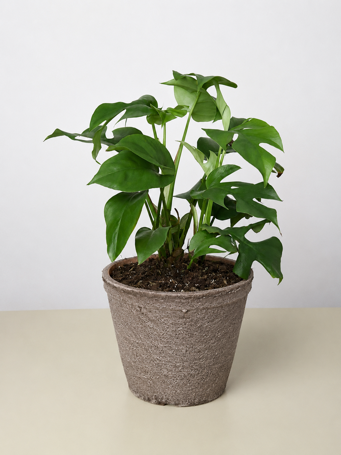 Philodendron Mini Monstera Minima
