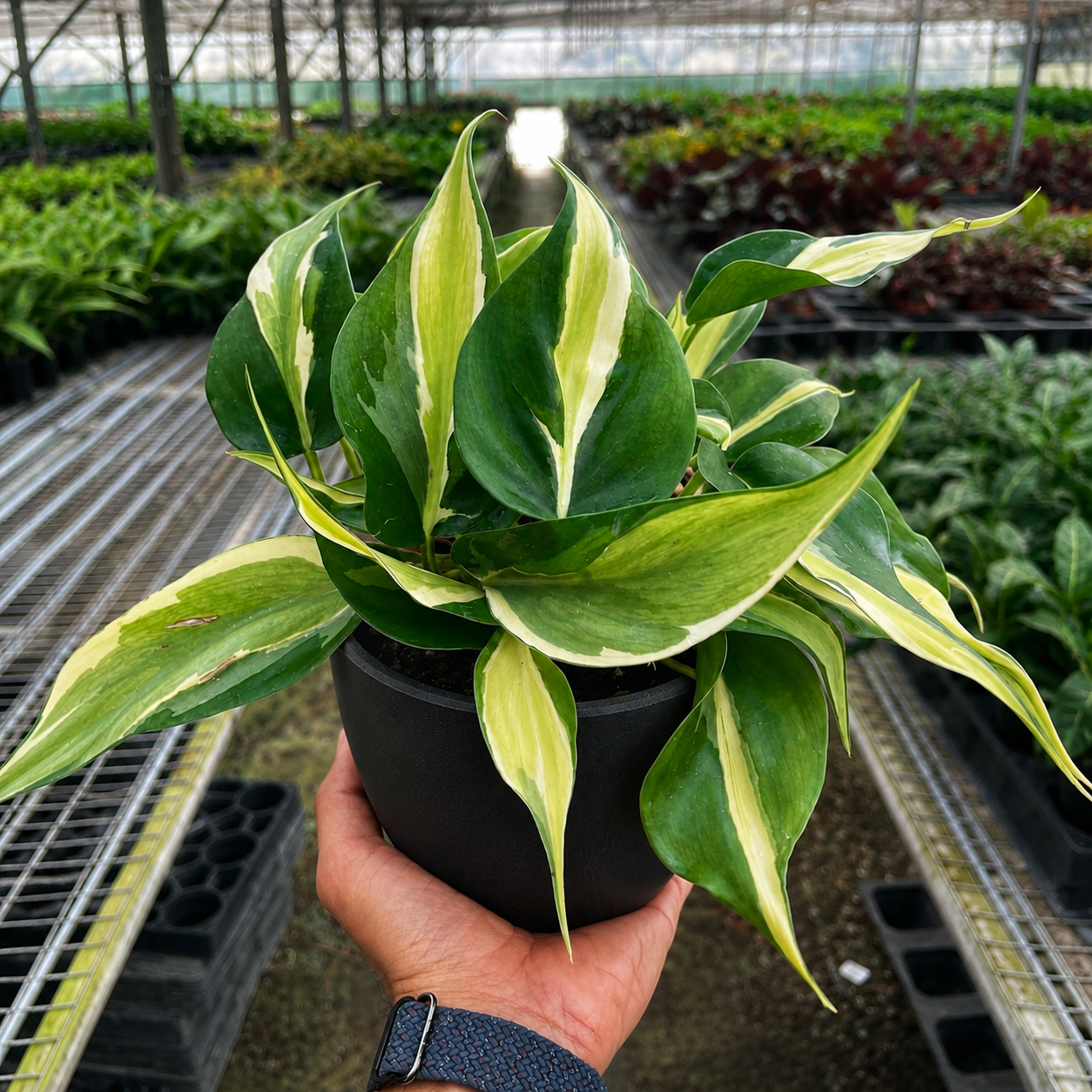 Philodendron 'Silver Stripe'