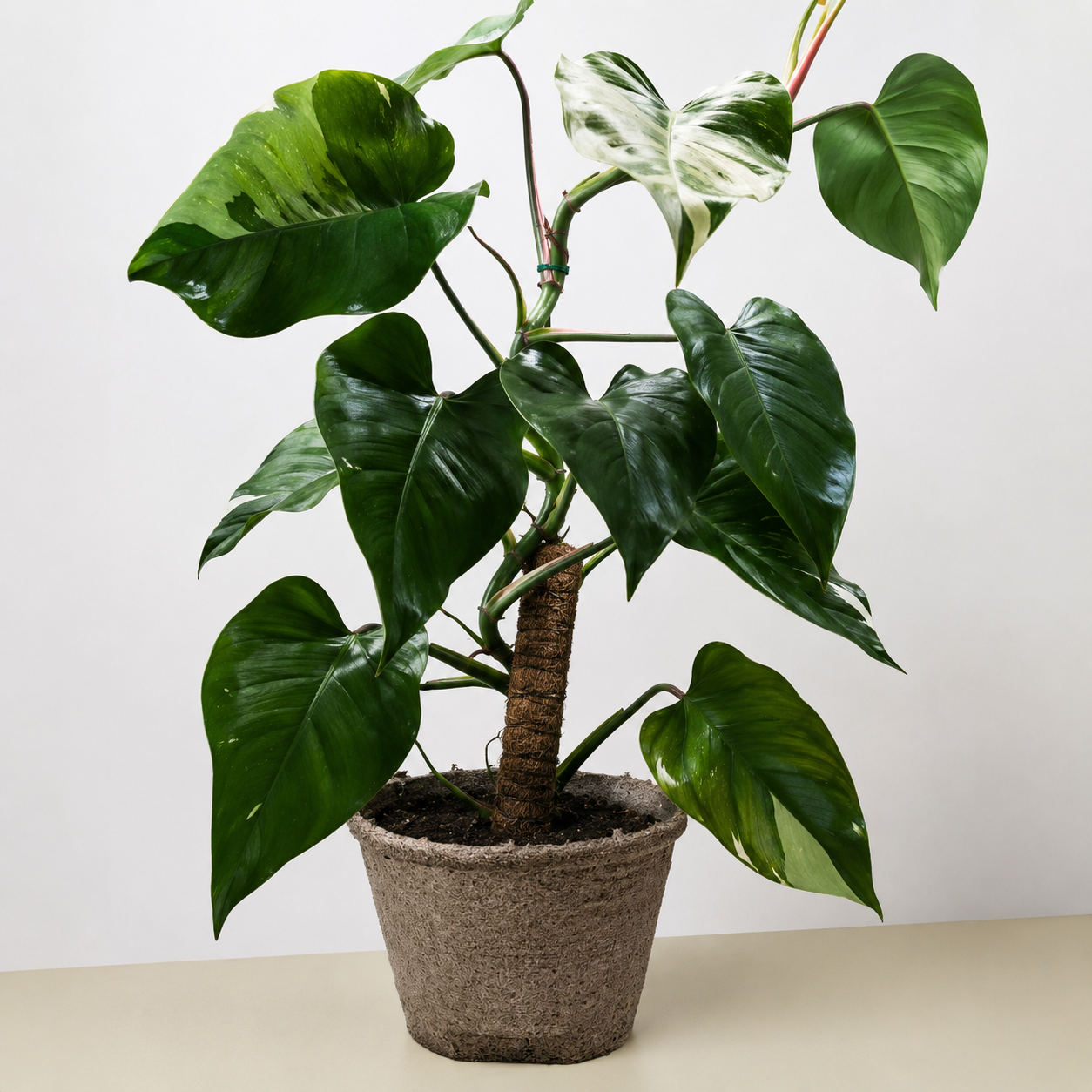 Philodendron 'White Princess'