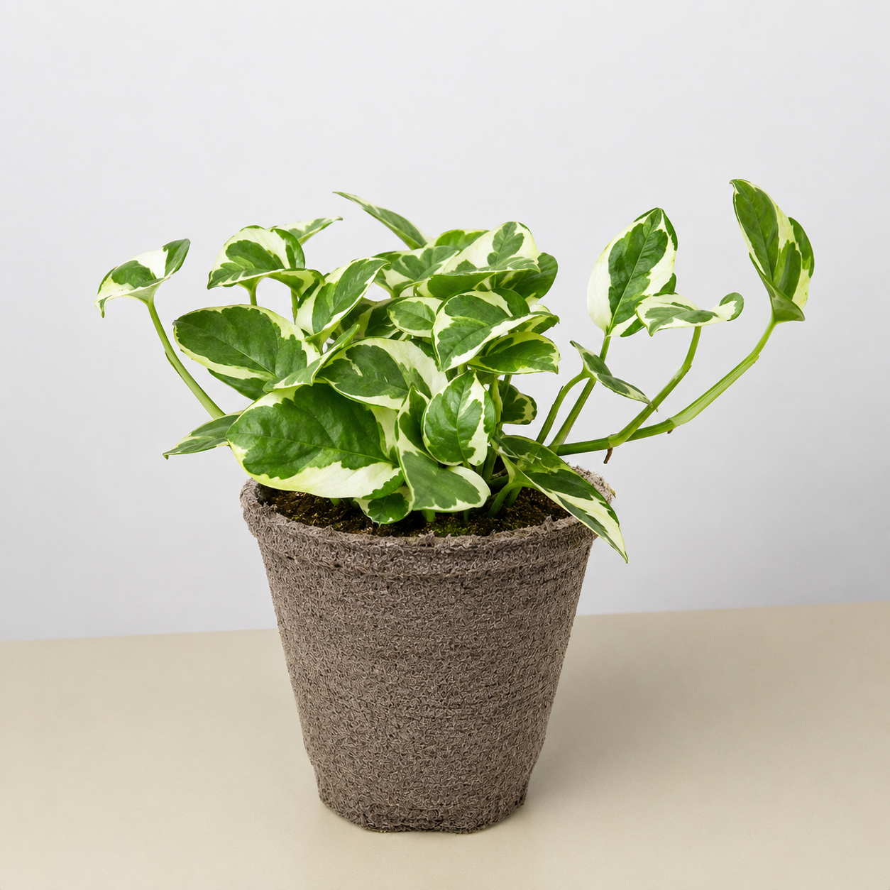 Pothos 'N'joy'