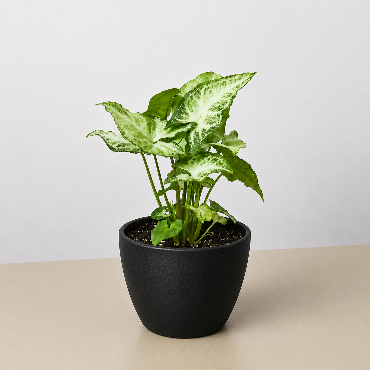 Syngonium 'White Butterfly'