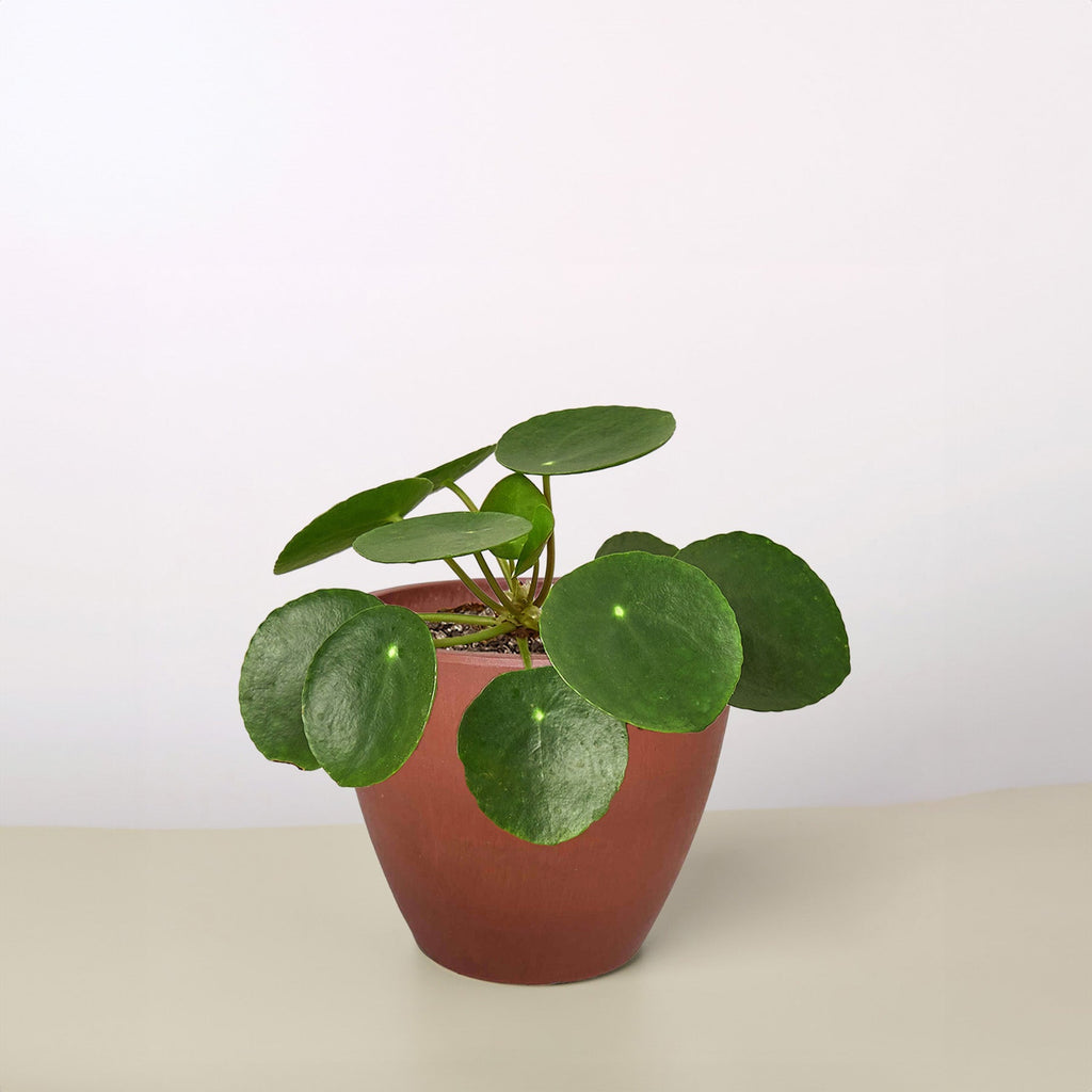 Pilea Peperomioides 'Chinese Money'
