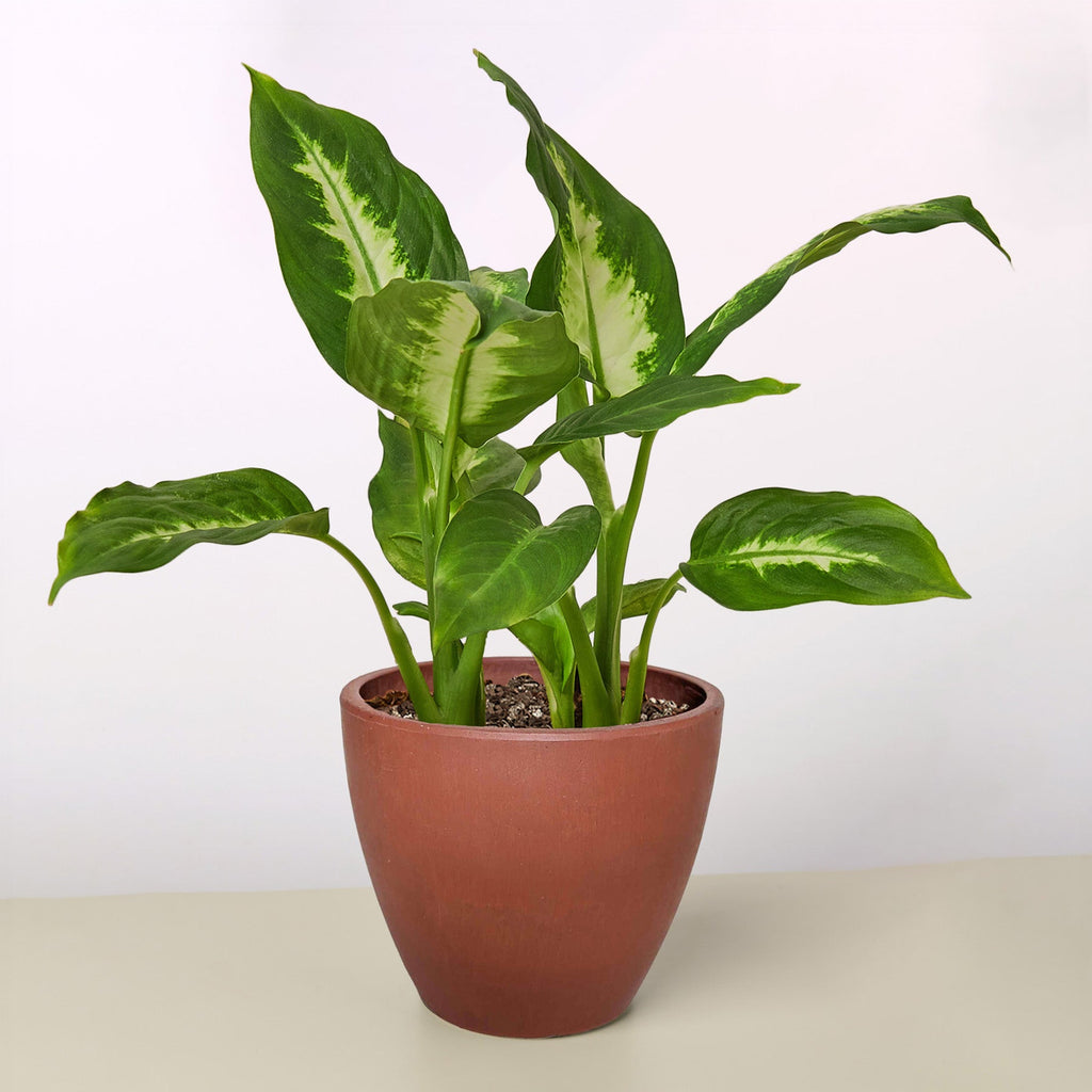 Dieffenbachia Camille