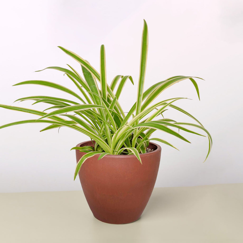 Spider Plant 'Reverse'