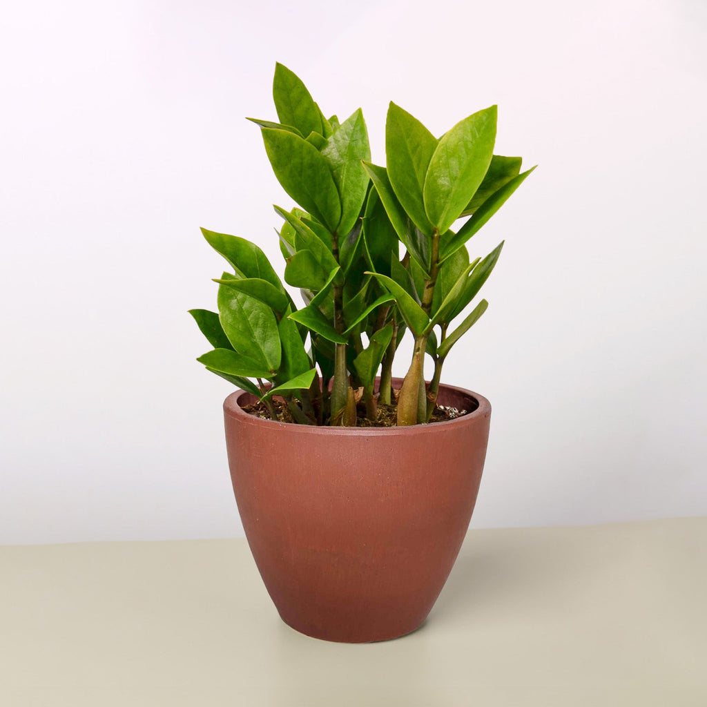 Zamioculcas Zamiifolia 'ZZ'