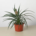 Bromeliad 'Yellow Pineapple'