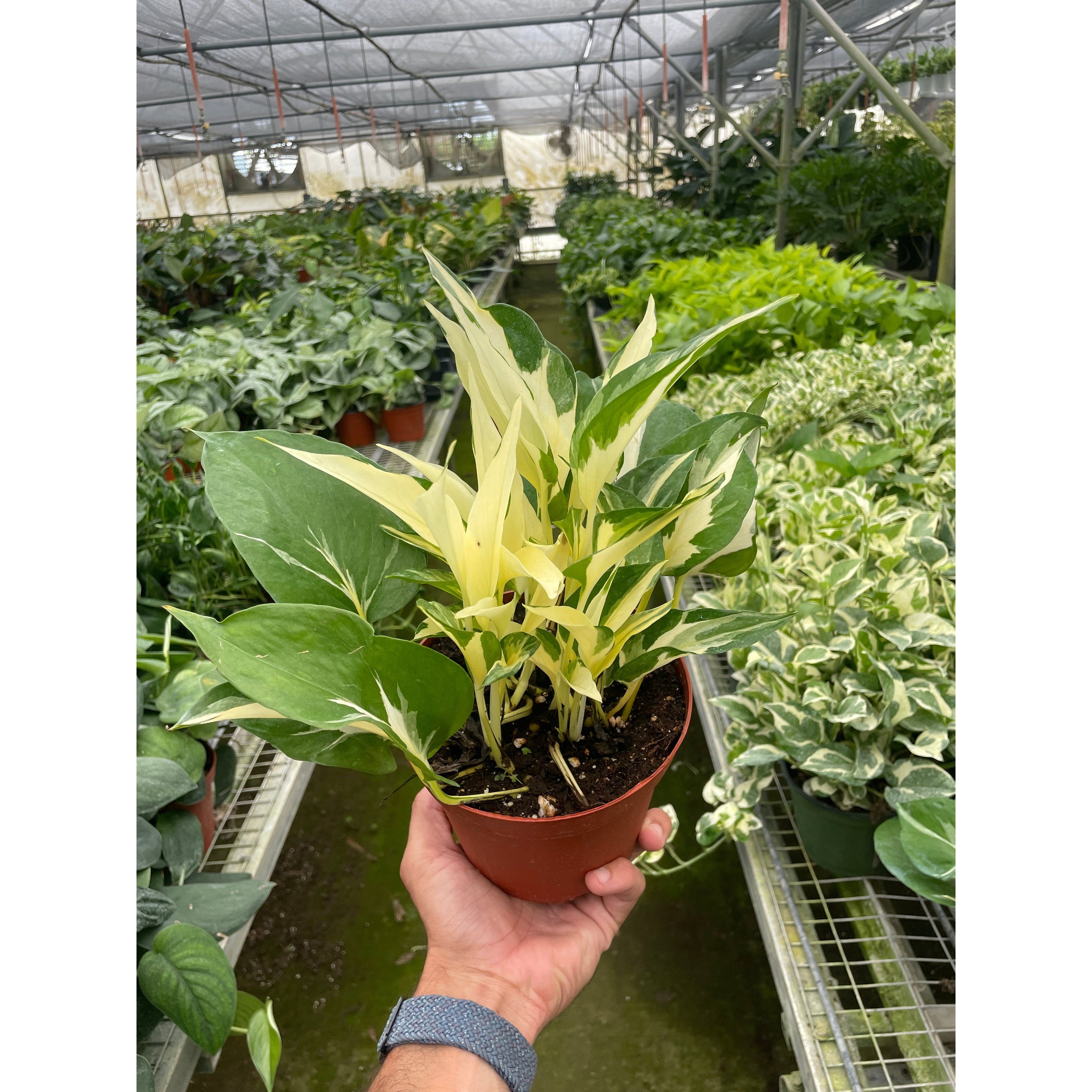 Pothos 'Mutant Manjula'