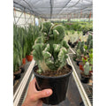 Succulent Cereus Coral Green