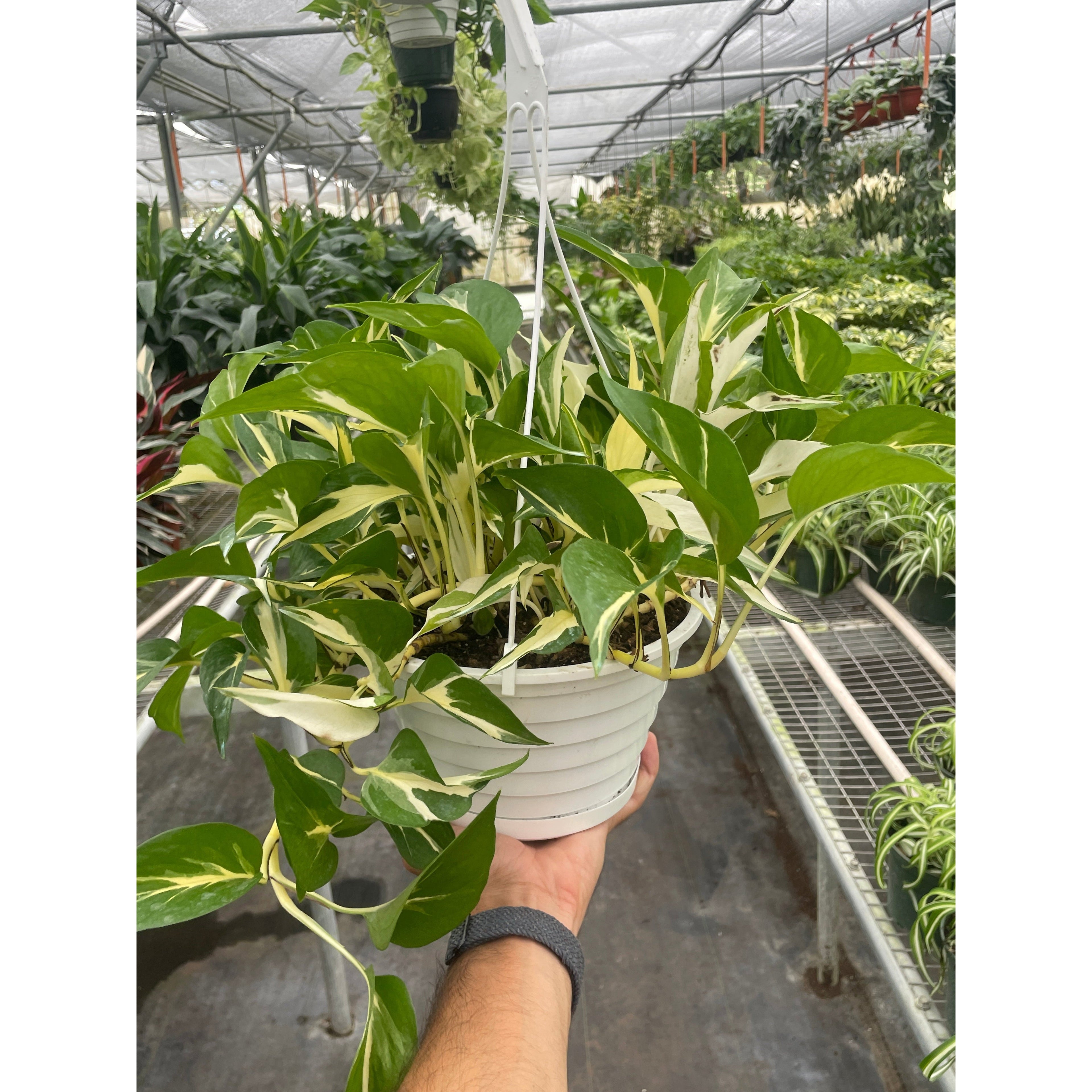 Pothos 'Mutant Manjula'