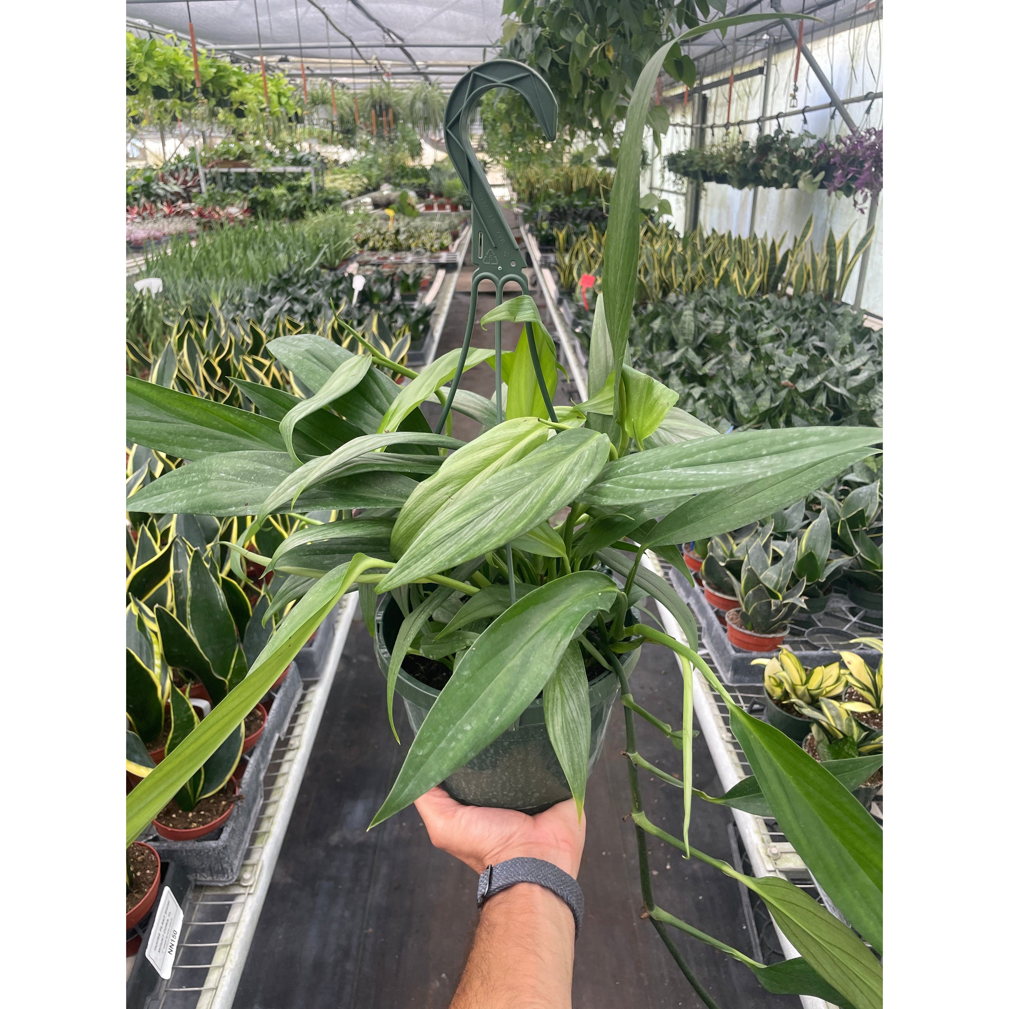 Pothos 'Silver Streak'