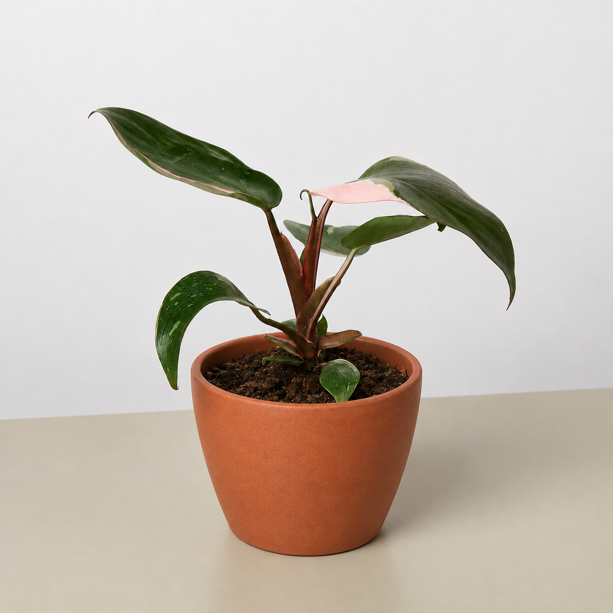Philodendron 'Pink Princess'